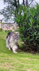 Little_Lion_#cats_#whisker_#kittylife_#catlady_#catsofinstagram_#catlovers_#catvideos_#kitty_#meow(720p)