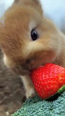 Bunny__Food_lover_#song_#1000subscriber_#1millionviews_#adventure_#animal_#2k24(720p)