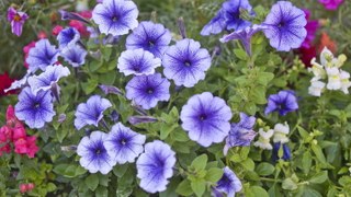 How to Grow and Care for Petunias, a Low-Maintenance Annual That Blooms All Summer Long