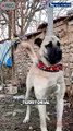 Aggressive Turkish Kangal Shepherd Dog