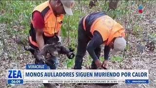 Monos aulladores siguen muriendo por calor; ahora en Veracruz