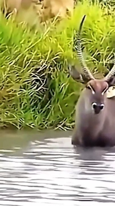 Tigers attack a deer in a river