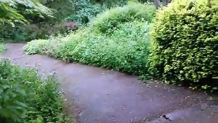 Bebra Gardens: I visited a secret garden in Knaresborough and felt like I stepped into 1993 film The Secret Garden