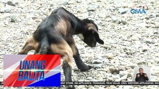 Kambing, isinilang na may anim na paa at dalawang ari | Unang Balita