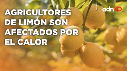 Altas temperaturas causan afectaciones en cultivos de limón en Tecomán