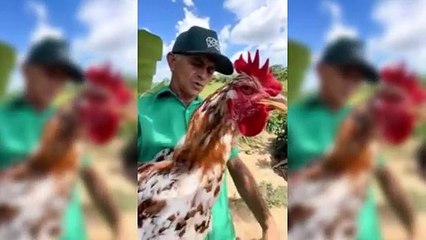 Vídeo mostra homem segurando um galo do tamanho de uma criança