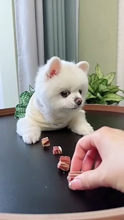 Pet 20