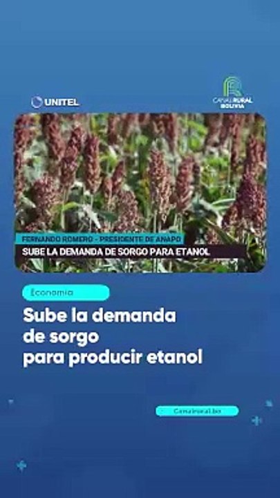 Sube la demanda de sorgo para producir etanol