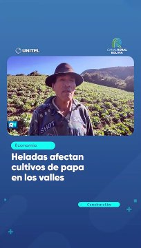 Heladas afectan cultivos de papa en los valles