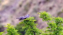 The Cuckoo: Close Up HD Footage (Cuculus canorus)