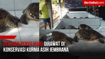 Belasan Penyu Hijau Dirawat di Konservasi Kurma Asih Jembrana