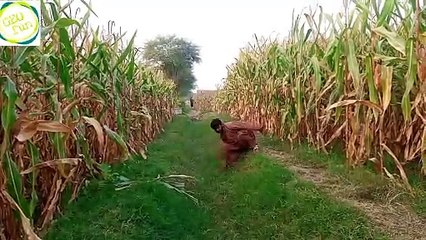 Chalaq nokar__saraiki funny video__funny video(720P_HD)