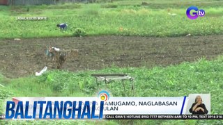 Sangkatutak na gamugamo, naglabasan matapos ang pag-ulan | Balitanghali