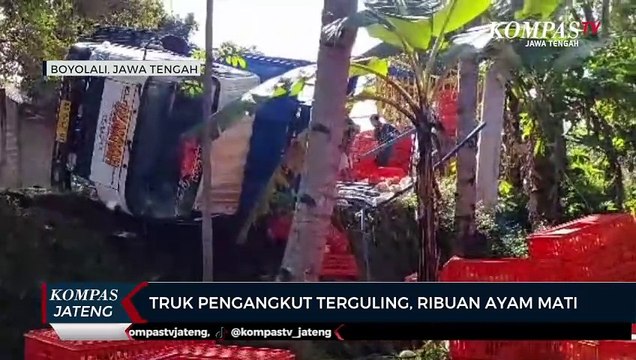 Truk Pengangkut Ayam Terguling, Ribuan Ayam Mati