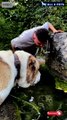 Central Asian Shepherd dog Height