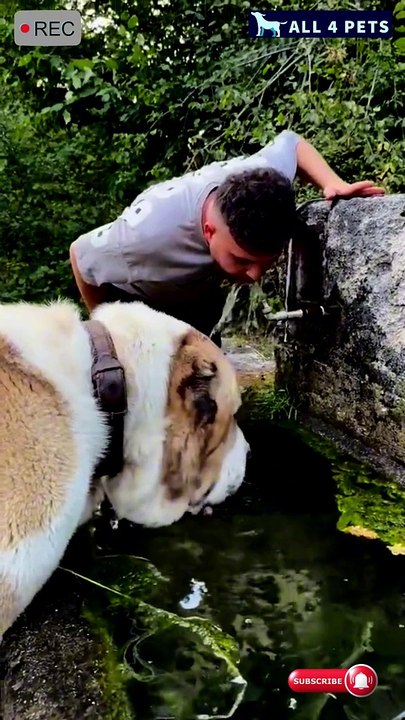 Central Asian Shepherd dog Height