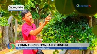 Cuan Bisnis Bonsai Beringin, Pria di Depok Geluti Bisnis Bonsai Sejak 15 Tahun