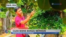 Cuan Bisnis Bonsai Beringin, Pria di Depok Geluti Bisnis Bonsai Sejak 15 Tahun