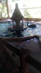 Bird park Saudi Arabia
