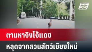 ระดมกำลังออกตามหาจิงโจ้แดงหลุดจากสวนสัตว์ | เที่ยงทันข่าว | 30 พ.ค. 67