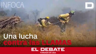 La incesante lucha de los bomberos contra las llamas en Málaga