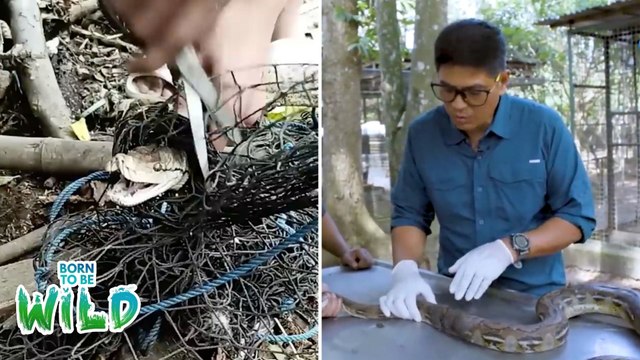 Sawa, kritikal ang kondisyon matapos ma-trap sa isang net! | Born to Be Wild