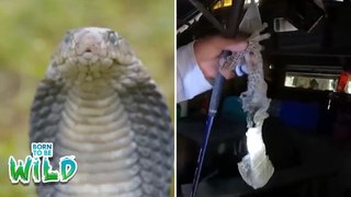 Misteryosong itim na ahas, spotted sa Isabela! Anong klase ng cobra nga ba ito? | Born to Be Wild