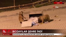 Kars'ta çöp konteynerinde yiyecek arayan bozayılar