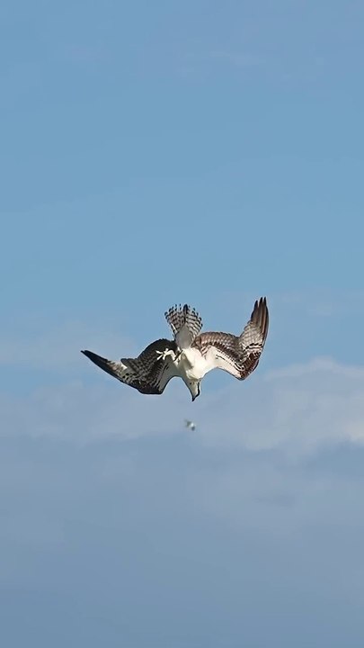 Crazy_Osprey_grabs_huge_catfish_and_almost_gets_dragged_under._#bird_#osprey_Glad_I’m_not_a_fish!(720p)