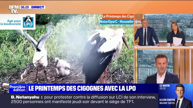 Le printemps des cigognes , le rendez-vous à retrouver sur BFMTV chaque vendredi jusqu'au mois de juin