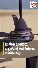 ಫ್ಯಾನ್‌ ಮೇಲೆ ಏರಿ ಕುಳಿತ ನಾಗರಹಾವು ! | Cobra | Snake | Shorts Video