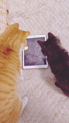 Amazing entertainment video