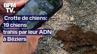 TANGUY DE BFM - À Béziers, 19 chiens trahis par leur ADN