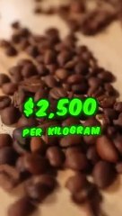 World’s Most Expensive Coffee