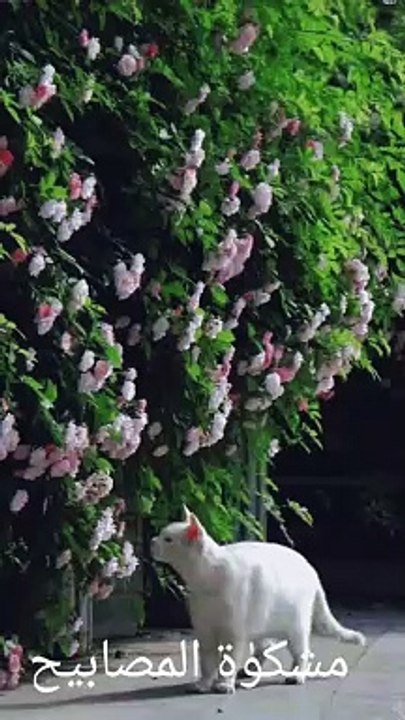 Kisi ko Taklif mat pahuchao#islamivedio #hadis #islamicprayer #viral #naat #islam #viralvideo #Quran recitation