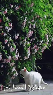 Kisi ko Taklif mat pahuchao#islamivedio #hadis #islamicprayer #viral #naat #islam #viralvideo #Quran recitation