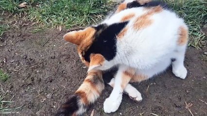 Cute Cat walks in the yard