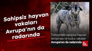 Türkiye'deki sahipsiz hayvan ve kuduz vakaları Avrupa'nın da radarında