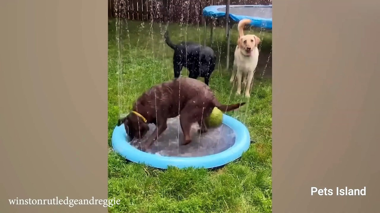 When Your HEART OPENS to Welcome a New Puppy!