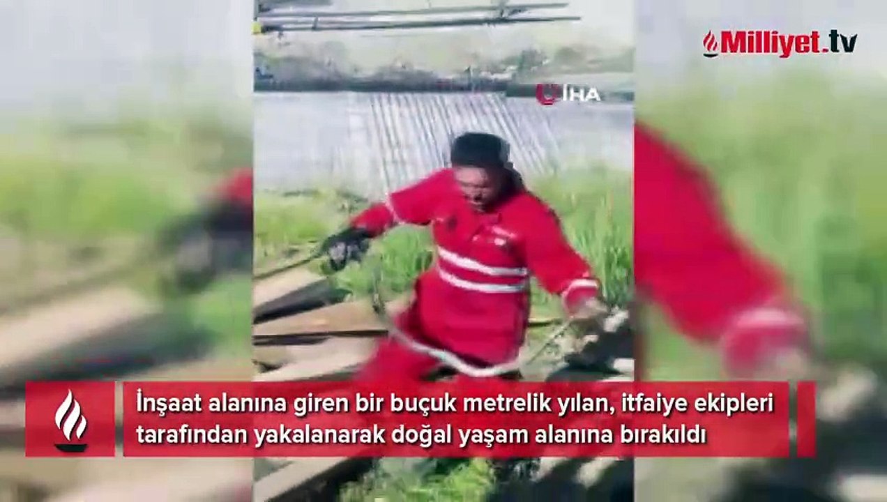 Dev yılanı elleriyle yakalayıp dışarıya çıkardı