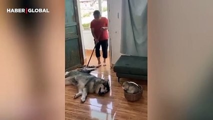 Temizlik yapılırken yavrusunu orta yerden kaldıran köpeğin görüntüleri kahkahaya boğdu