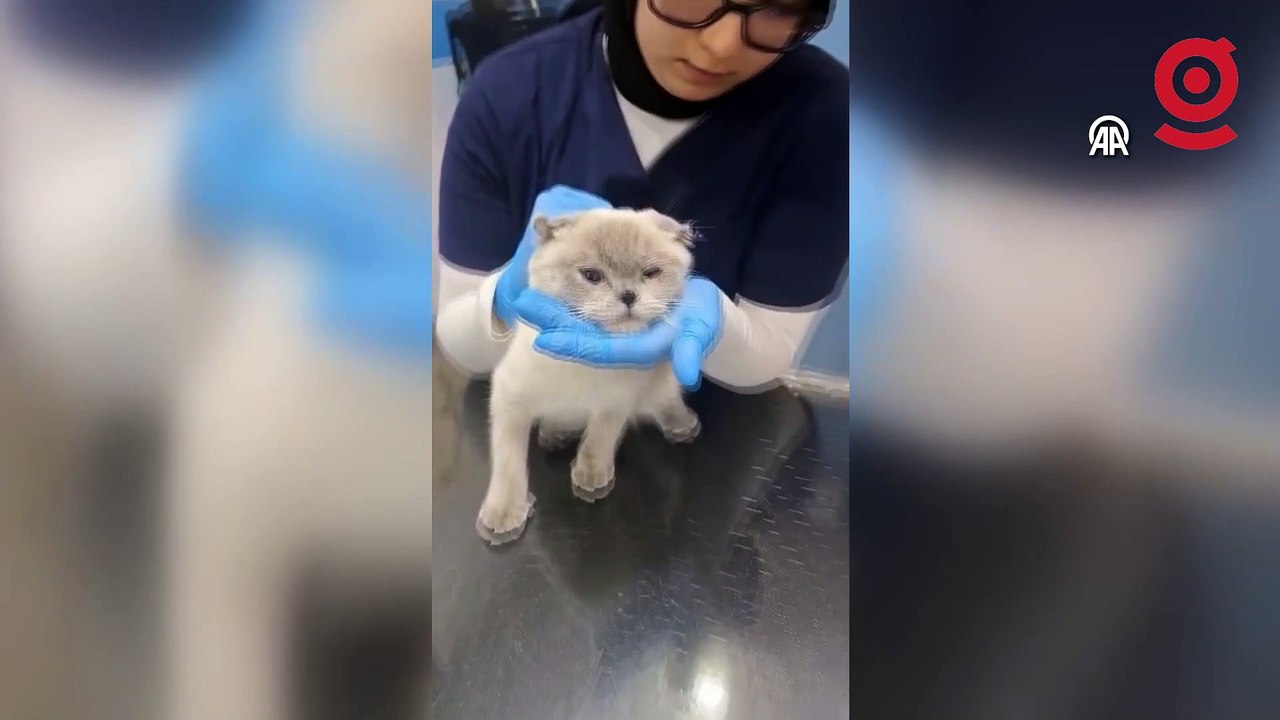 Nefes almakta zorluk çeken kediye burun estetiği yapıldı