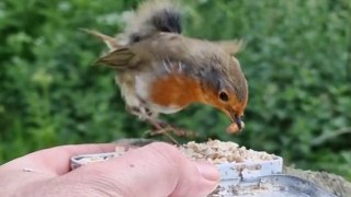 Man strikes up unlikely friendship with robins which he feeds every day