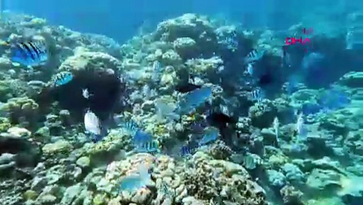 Kızıldeniz'in doğal akvaryumu: Şarm El Şeyh