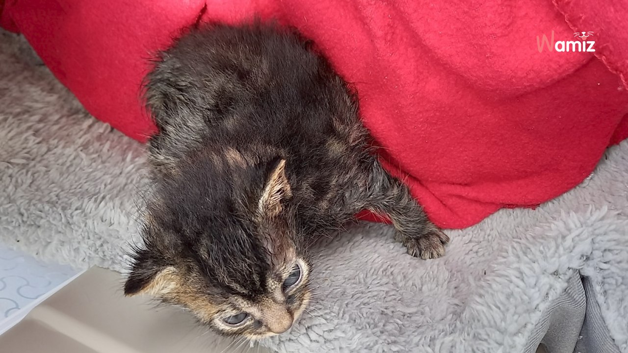 Volunteers find box outside shelter and know the situation is urgent