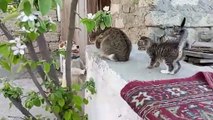 Cute baby kittens are playing  Funny kittens