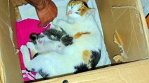 A mother cat breastfeeds her newborn kittens.  Baby kittens are so cute.