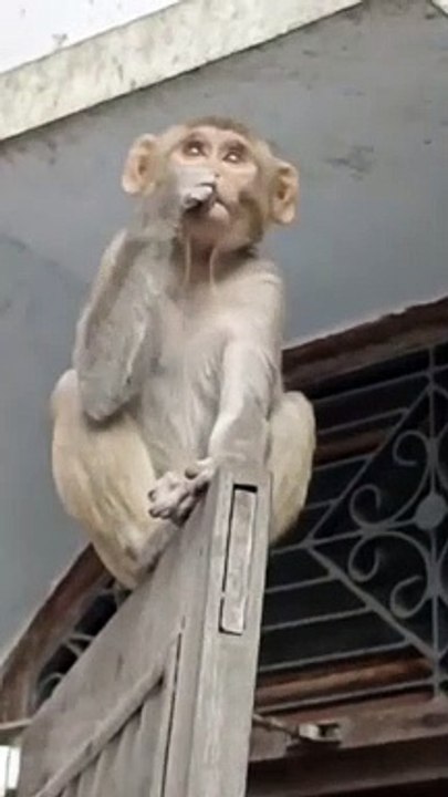 Bandar Kya jaane adrak ka swad  jai hanuman #viral #monkey #comedy #shortvideo