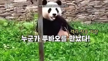 [현장의재구성] "탈모" "목줄" 루머 푸바오…중국 "완벽 적응, 곧 공개"