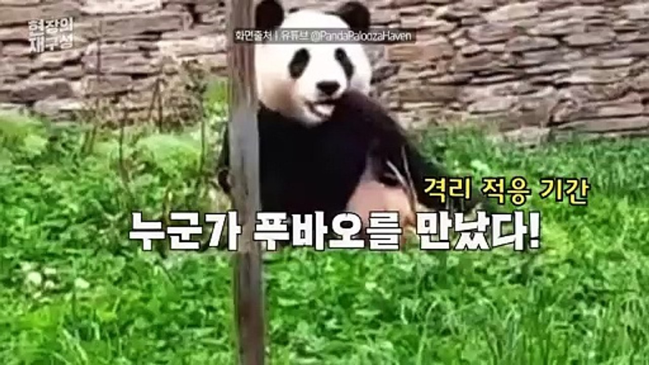 [현장의재구성] "탈모" "목줄" 루머 푸바오…중국 "완벽 적응, 곧 공개"